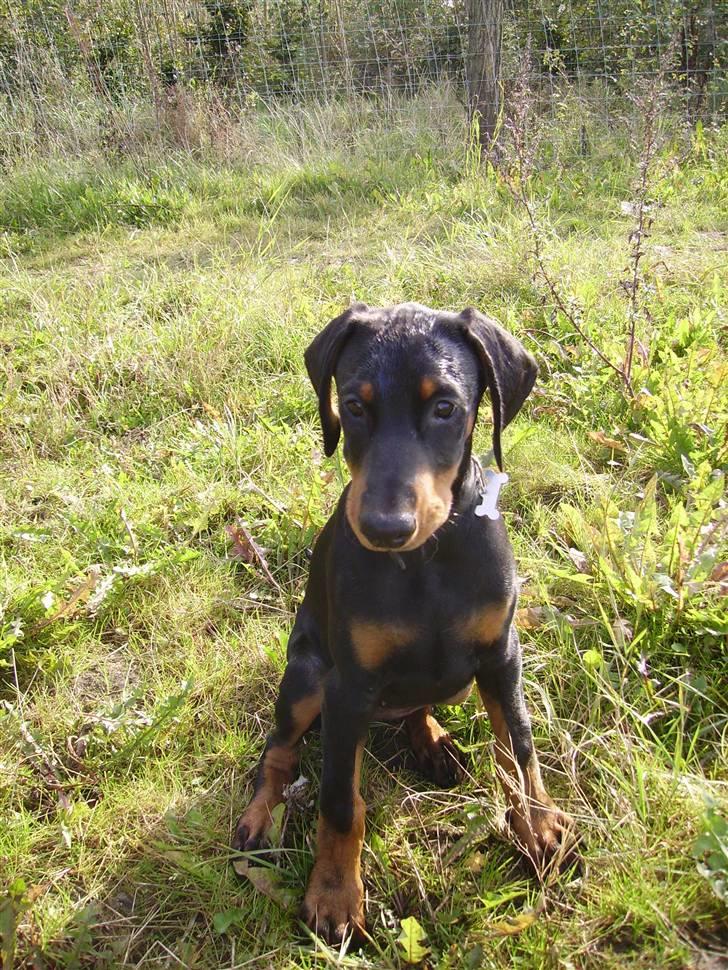 Dobermann Dina (Demi More) R.I.P. billede 8