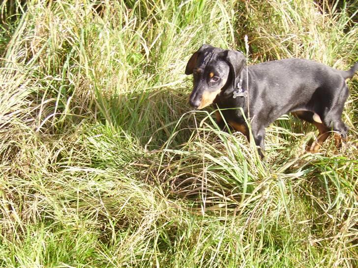 Dobermann Dina (Demi More) R.I.P. - der skal vist slås garæs jeg bliver helt væk billede 10