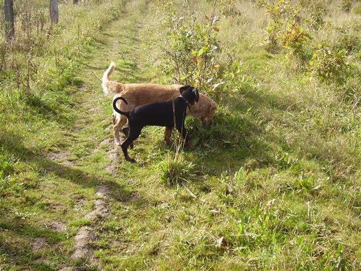 Dobermann Dina (Demi More) R.I.P. - Hvad har du fundet. billede 11