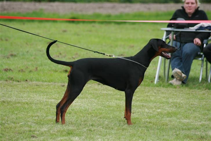 Dobermann Black BallerinaBelladonna billede 19