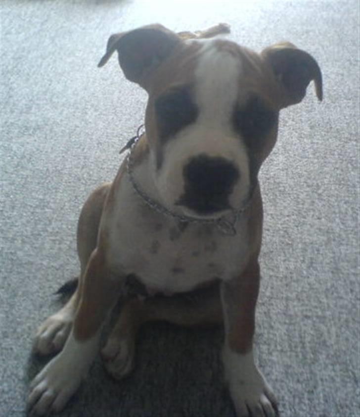 Amerikansk staffordshire terrier Bailey billede 1