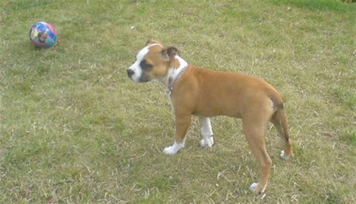Amerikansk staffordshire terrier Bailey billede 2