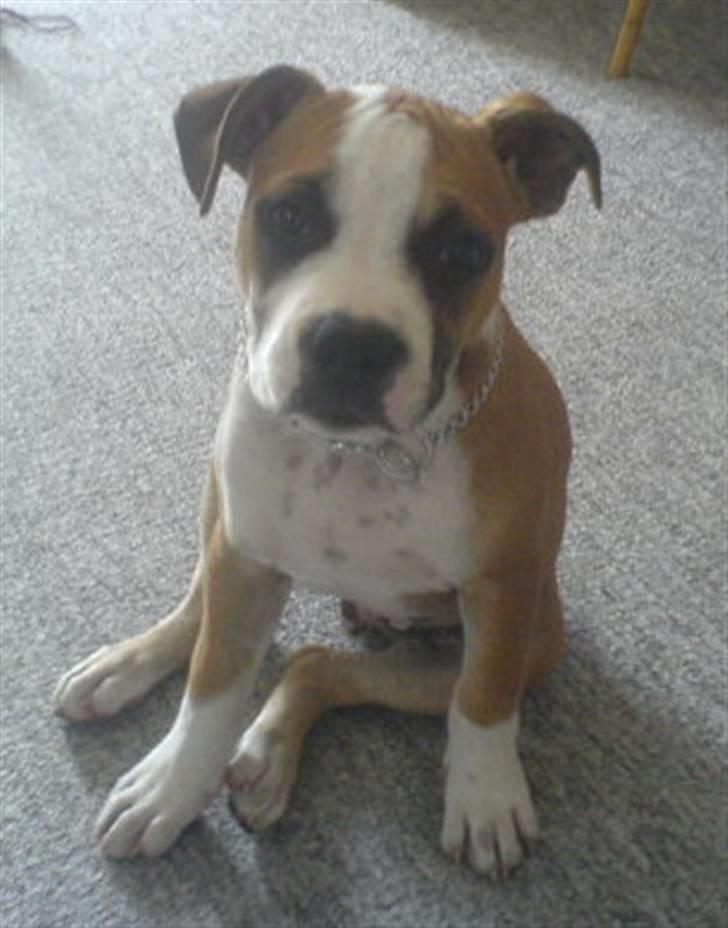 Amerikansk staffordshire terrier Bailey - Hvem? Mig!? billede 3