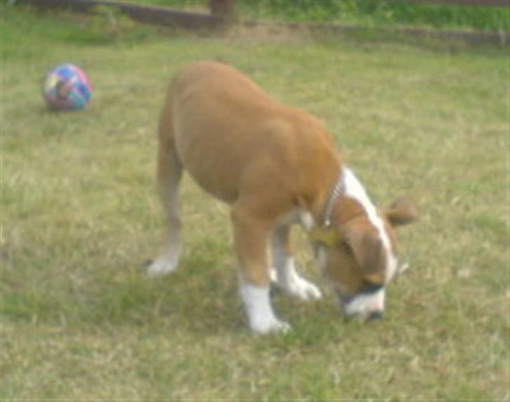 Amerikansk staffordshire terrier Bailey billede 4