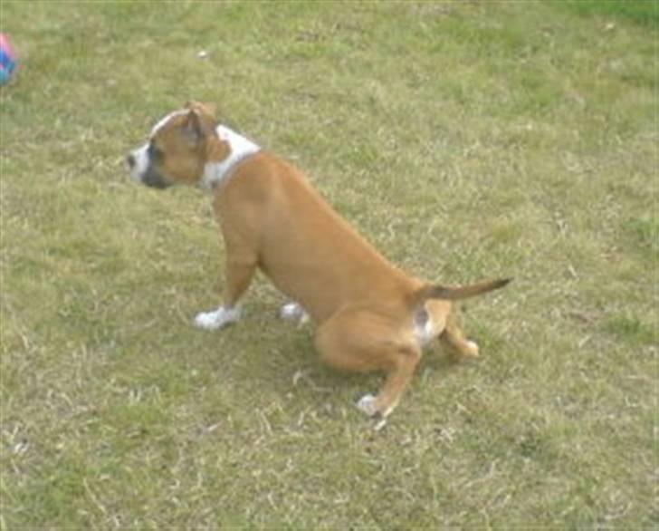 Amerikansk staffordshire terrier Bailey - Tisse-pause billede 5