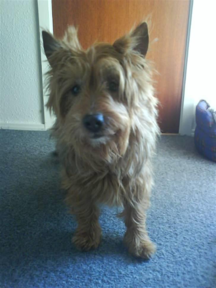 Australsk terrier Tholi Wictor (rasmus)  - Taget den 7 oktober. Han havde lige sovet, så han kunne stå stille ><´ billede 7