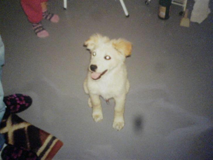 Blanding af racer Max *død* billede 9