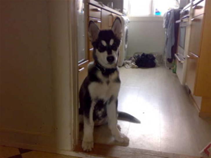 Alaskan malamute shiba billede 3