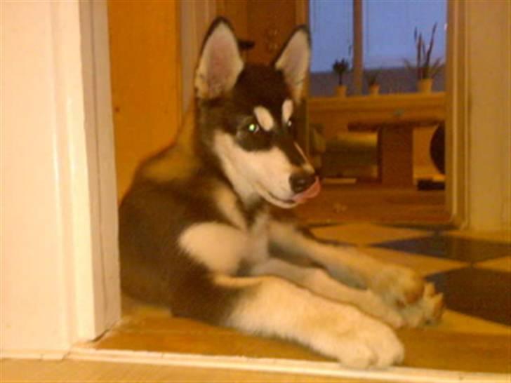 Alaskan malamute shiba billede 4