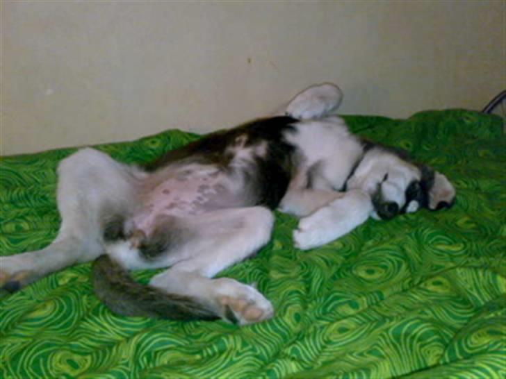 Alaskan malamute shiba billede 5