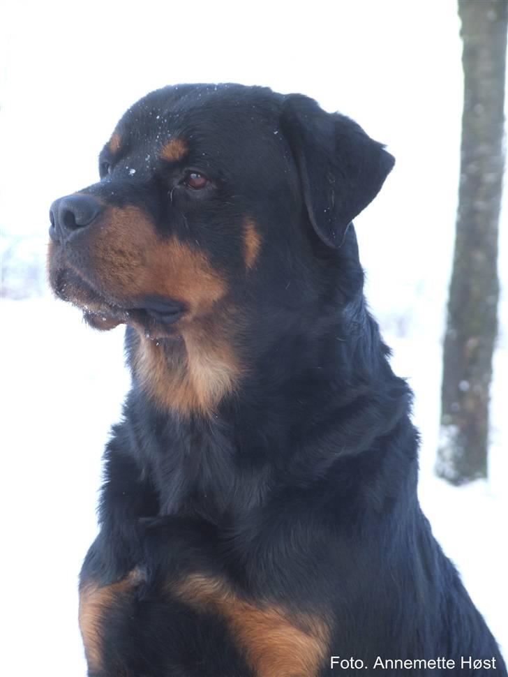 Rottweiler Tais billede 1