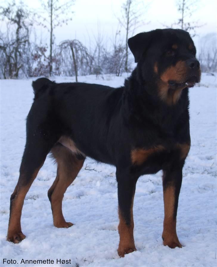 Rottweiler Tais billede 2