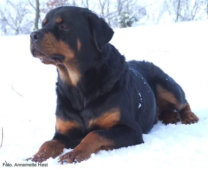 Rottweiler Tais billede 3