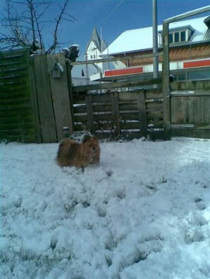 Blanding af racer Bamse - Bamse i sne... 24. marts 2008  billede 12