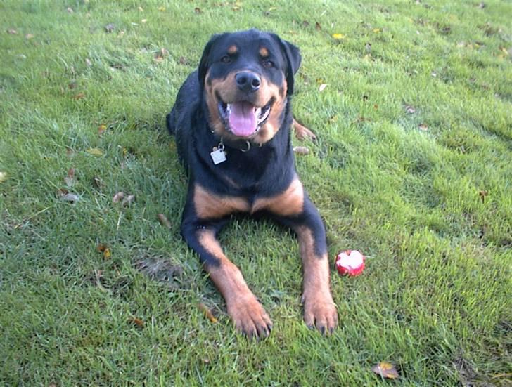 Rottweiler Tais billede 4