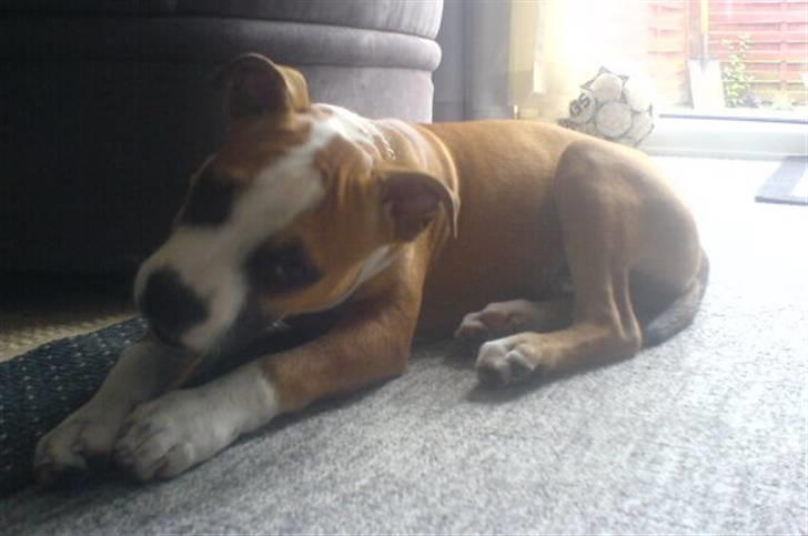 Amerikansk staffordshire terrier Bailey billede 7