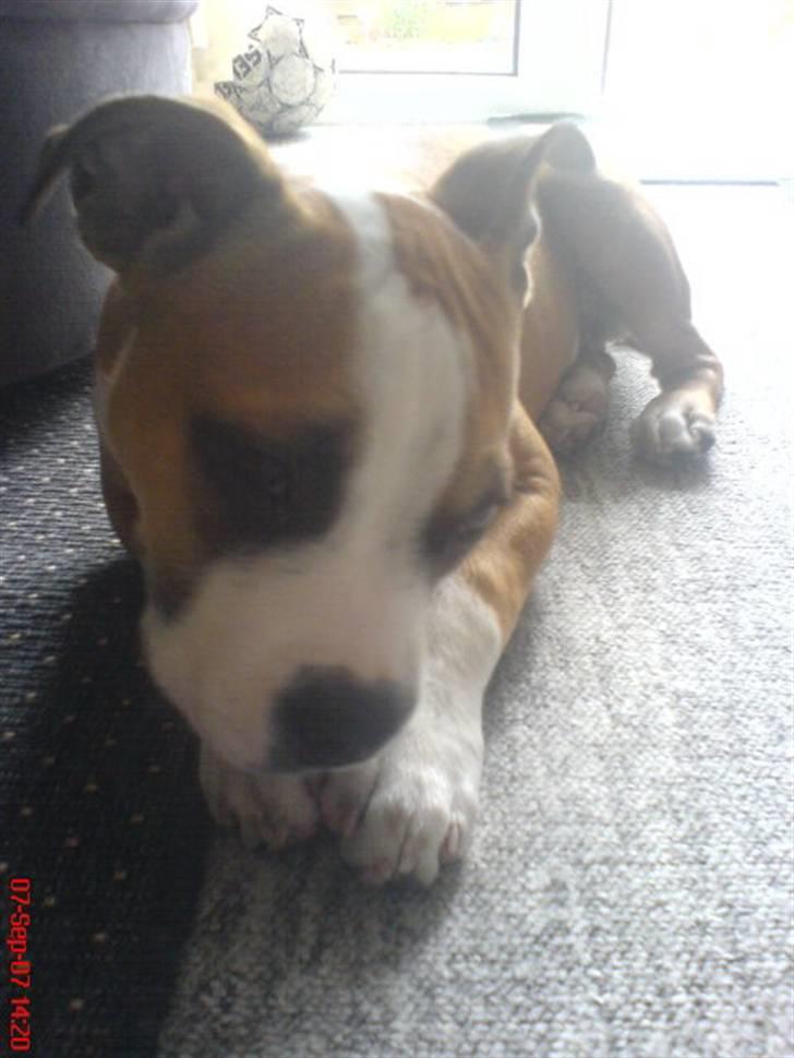 Amerikansk staffordshire terrier Bailey billede 8