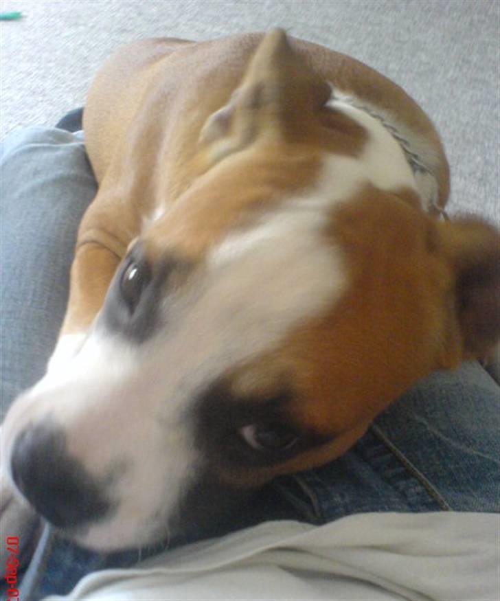 Amerikansk staffordshire terrier Bailey billede 9