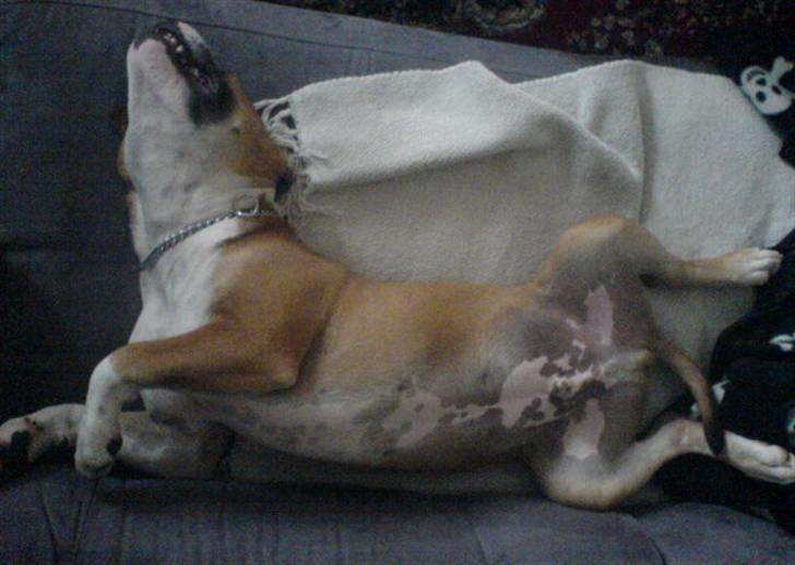 Amerikansk staffordshire terrier Bailey - ...zzzzzzzzz.... billede 10