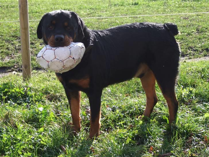 Rottweiler Tais - Lege, Lege, Lege.... Vidste man ikke bedre, skulle man tro jeg var Rottweileren i "over hækken". billede 5