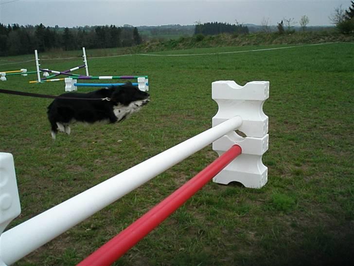 Blanding af racer Perle - gav vi et liv ! billede 12