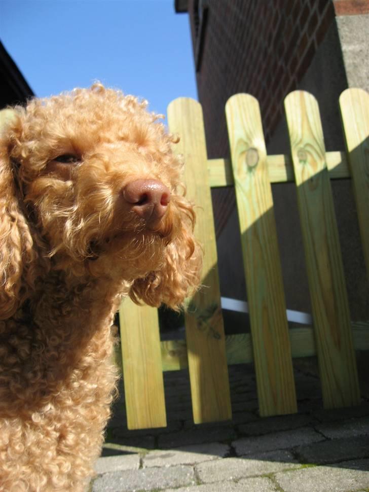 Dværgpuddel Ludvig billede 18