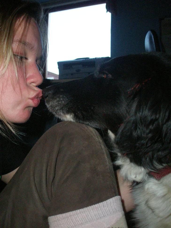 Blanding af racer Perle - gav vi et liv ! - Nøj hvor jeg enlig elsker det dumme dyr <3 billede 13