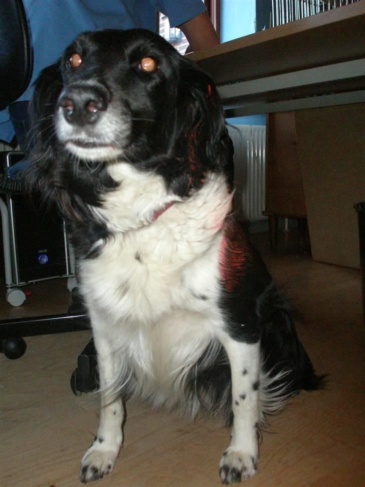 Blanding af racer Perle - gav vi et liv ! - Nurh sidder pænt <3 billede 14