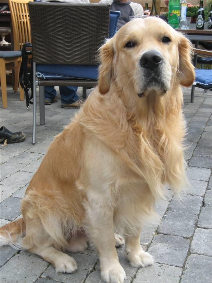 Golden retriever Daffy Dog Hansen billede 8