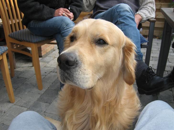 Golden retriever Daffy Dog Hansen billede 9