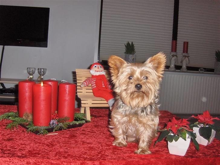 Yorkshire terrier Aladin billede 19