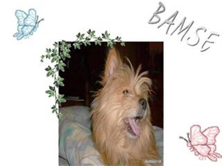 Blanding af racer Bamse - Et billede jeg har fået lavet af ´x Carina [: .  billede 13