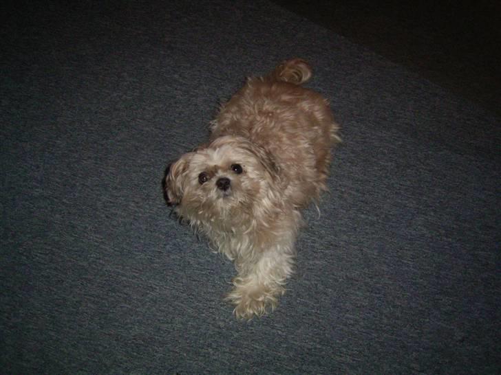 Shih tzu Fjante (død) - Halløjsa :b billede 16