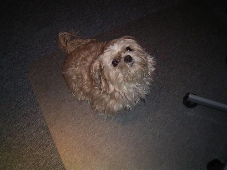 Shih tzu Fjante (død) billede 17