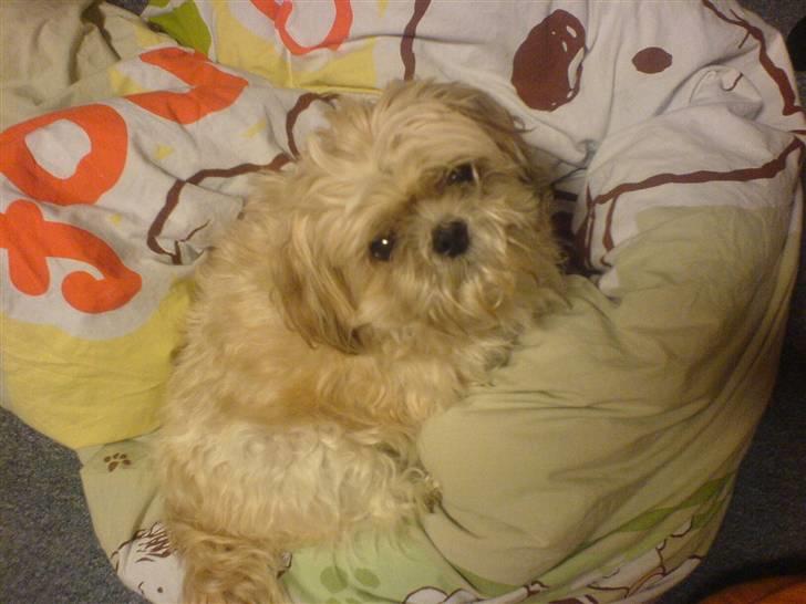 Shih tzu Fjante (død) - Jeg ELSKER bare at ligge i dyner !! billede 18