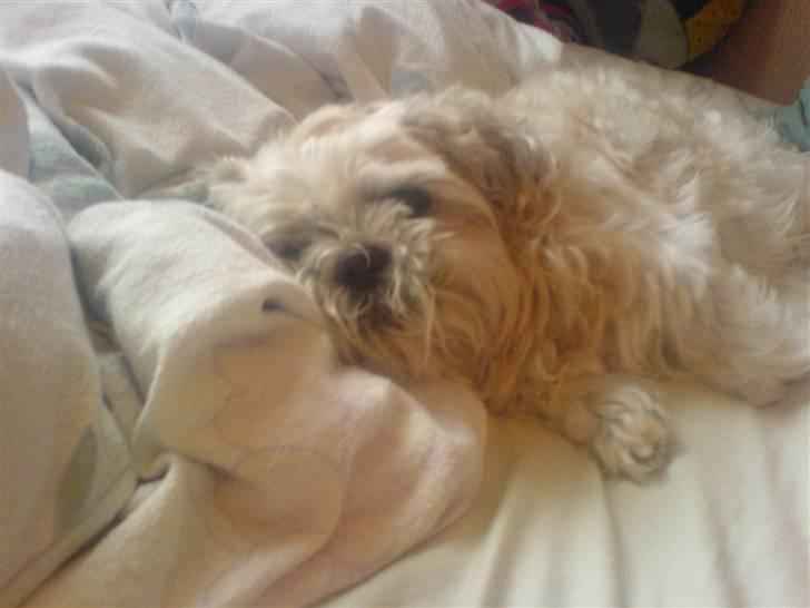 Shih tzu Fjante (død) billede 19