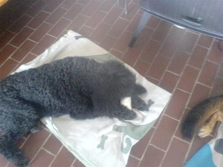 Pudelpointer Simba - det smager rigtig godt=:) billede 9