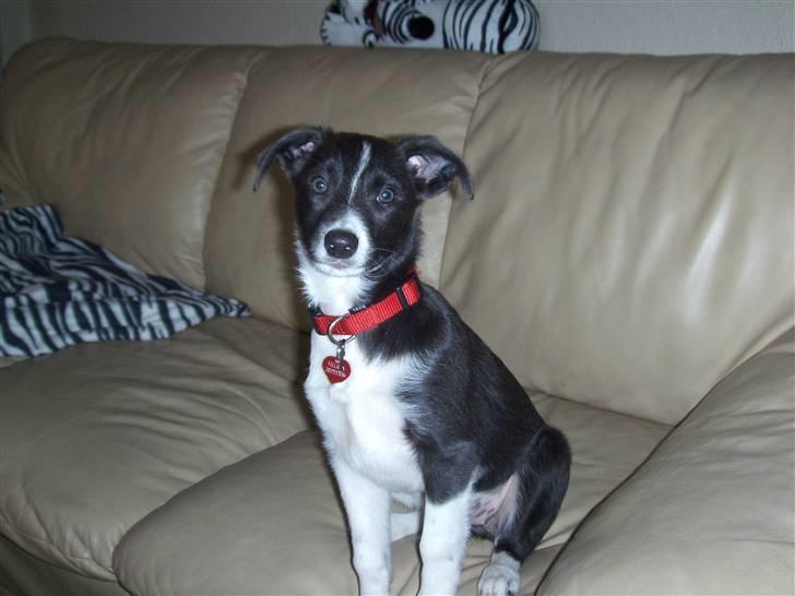 Blanding af racer Filuca - Her er jeg 13 uger gammel... billede 9