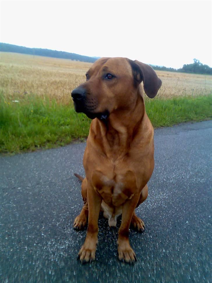 Rhodesian ridgeback nante billede 4