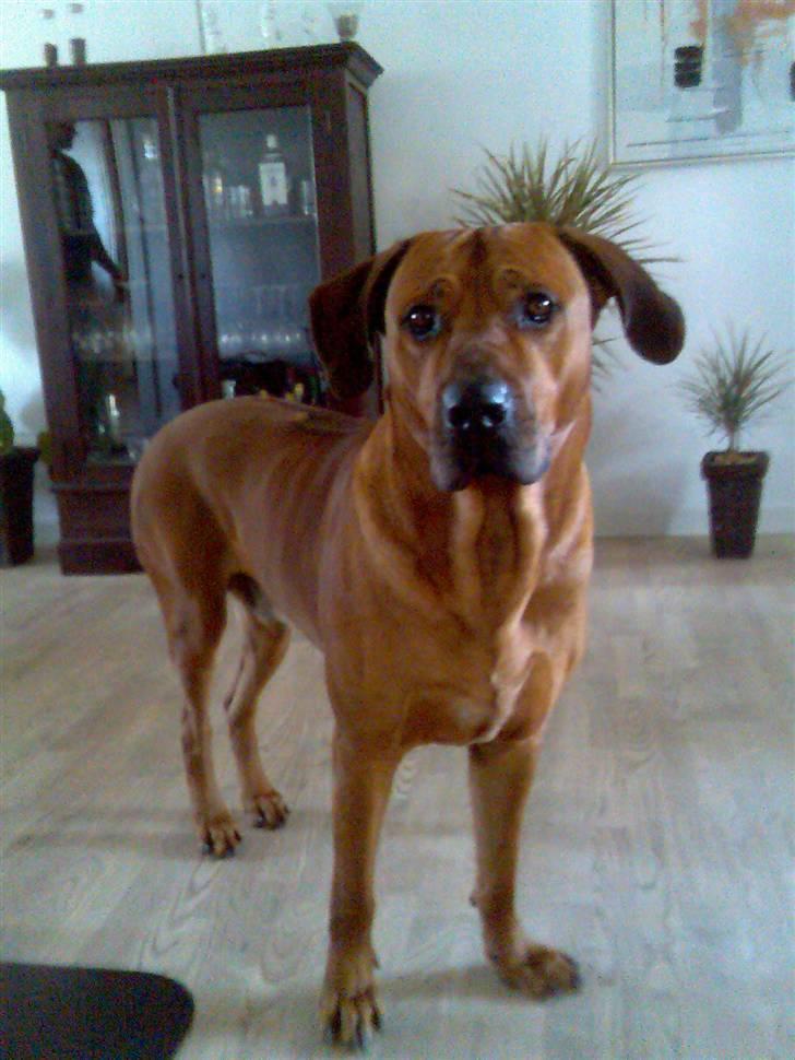 Rhodesian ridgeback nante billede 5