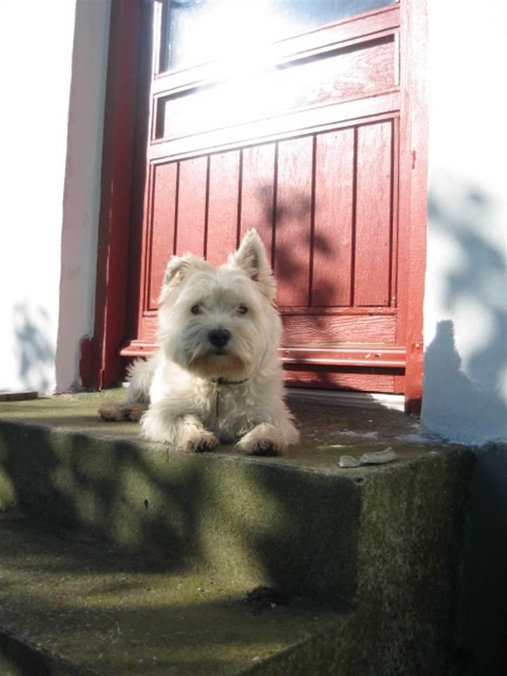 West highland white terrier airas sofus - Her er jeg på samsø... dejligt... billede 14