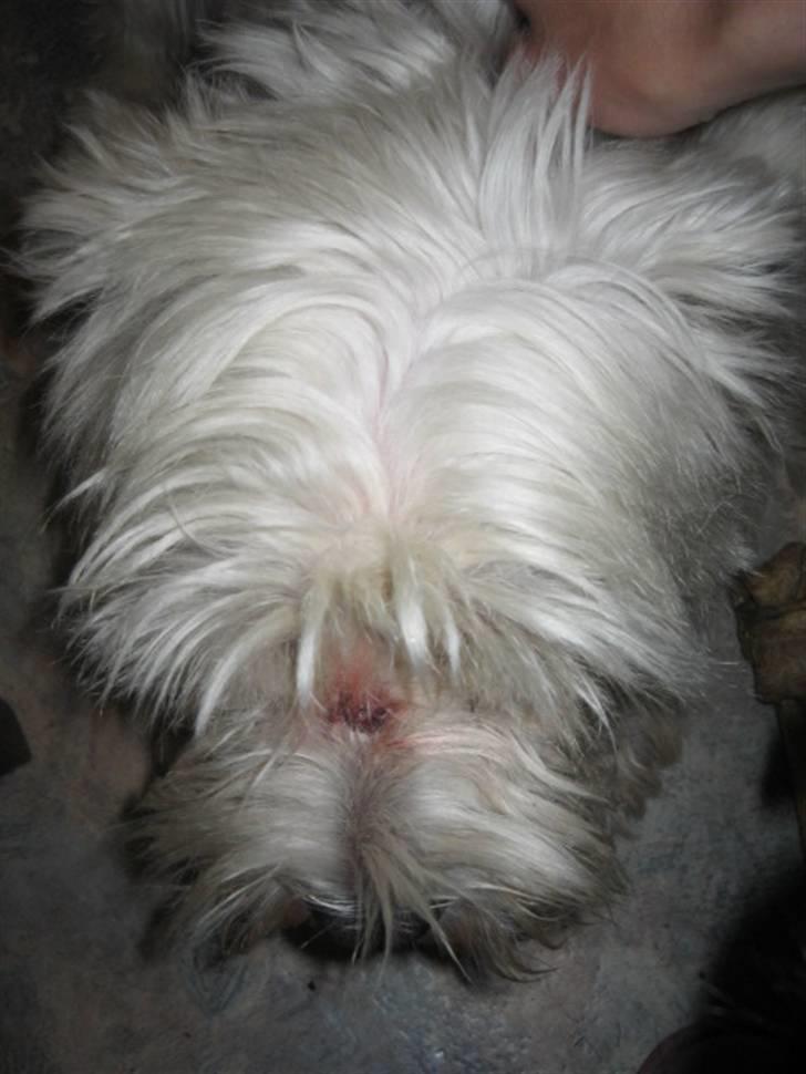 West highland white terrier airas sofus - mødte lige en vovse der ikke kunne li´ at jeg gøede af ham.... og så bed den.. av billede 15