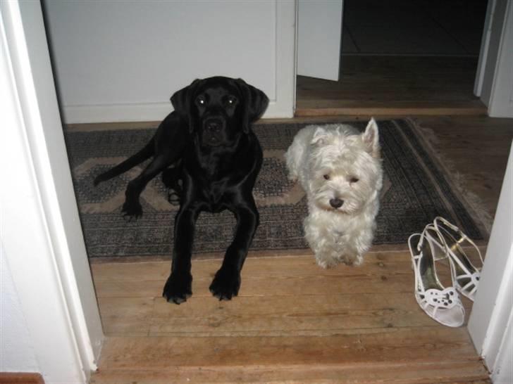 West highland white terrier airas sofus - Her ligger jeg sammen med brormand... vi er sultne.. billede 16