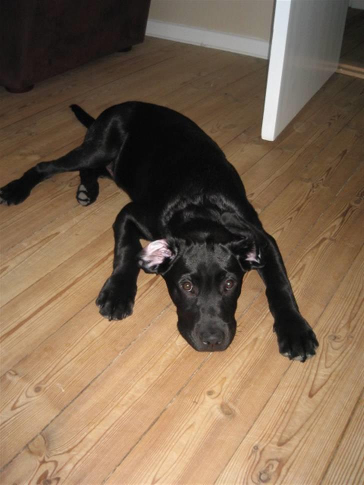 Labrador retriever Boris - puha... det er hårdt at være med mor i skoven... billede 15