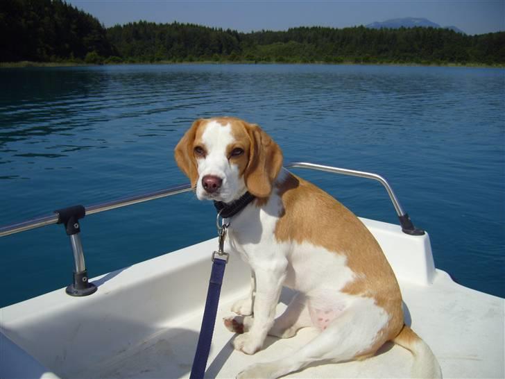 Beagle Vega - Vega med på vandcykel på Faker See i Østrig billede 1