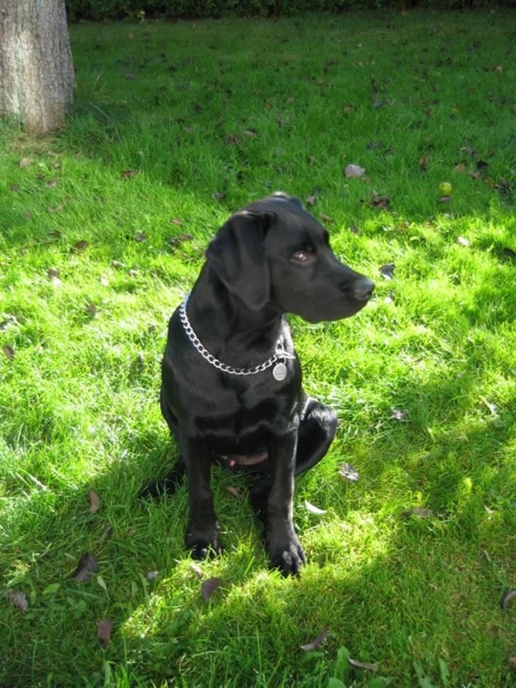 Labrador retriever Boris - det er dejligt her i morfars have på samsø billede 16