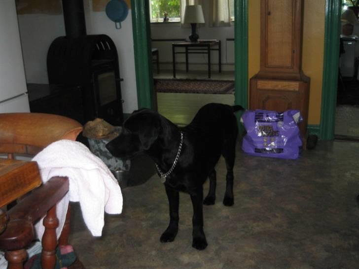 Labrador retriever Boris - Det er så morfars køkken.... billede 17