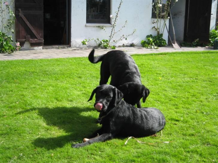 Labrador retriever Boris - ih... vil moses ikke godt lade mig være, jeg ligger jo med et kødben... billede 18