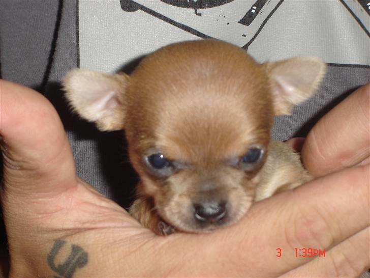 Chihuahua peanut billede 1