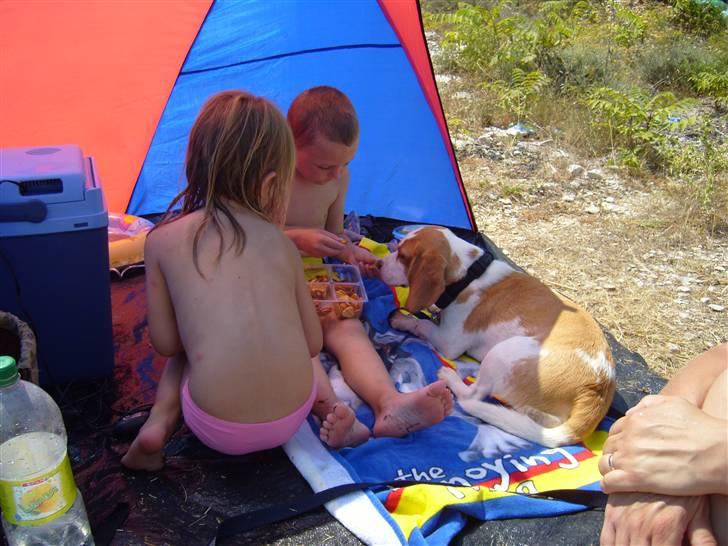 Beagle Vega - En lille snack med børnene på stranden i Kroatien billede 2